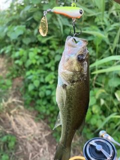 ラージマウスバスの釣果