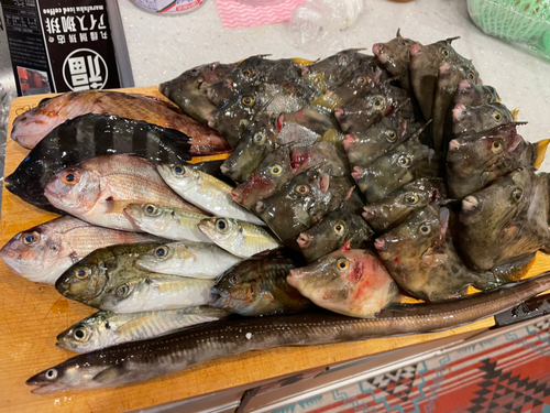 カワハギの釣果