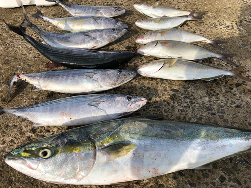 ハガツオの釣果