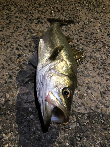 スズキの釣果