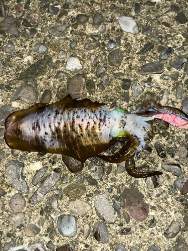 アオリイカの釣果