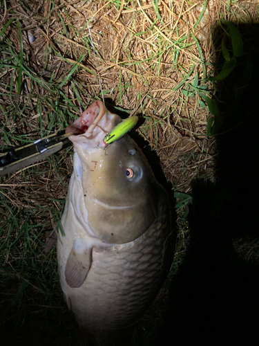 コイの釣果