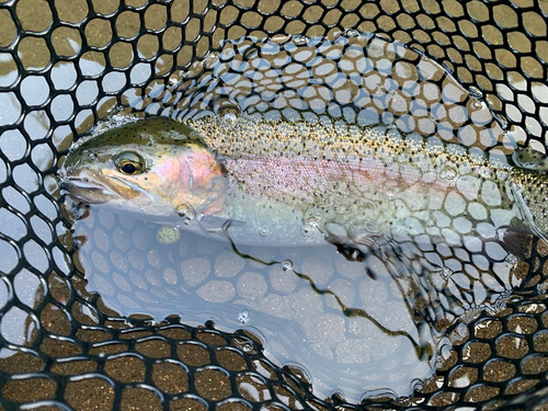 ニジマスの釣果