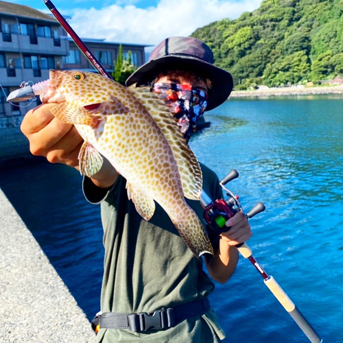 オオモンハタの釣果