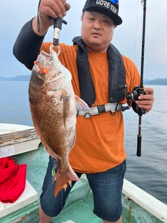 マダイの釣果