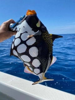 モンガラカワハギの釣果