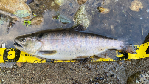 ヤマメの釣果