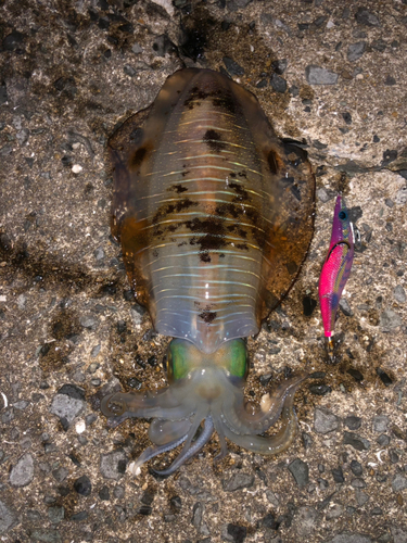 アオリイカの釣果