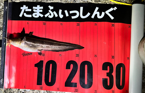 ゴンズイの釣果