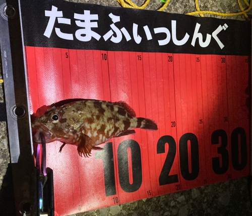 カサゴの釣果