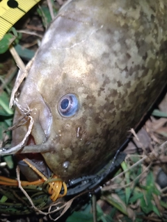 ナマズの釣果