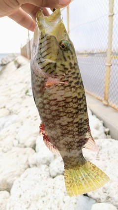 ホホスジモチノウオの釣果