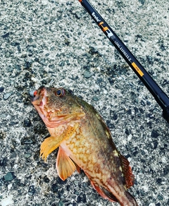 アラカブの釣果