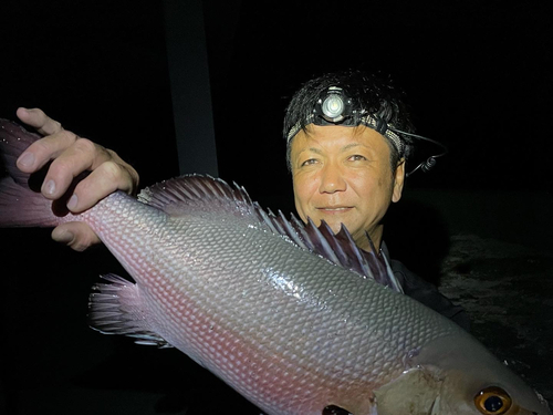 バラフエダイの釣果