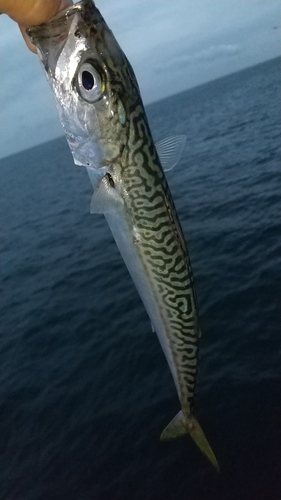 マサバの釣果