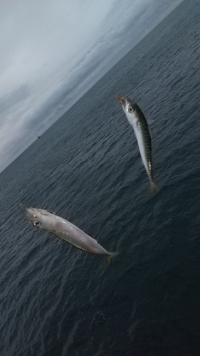 マサバの釣果