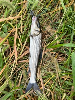 ニゴイの釣果