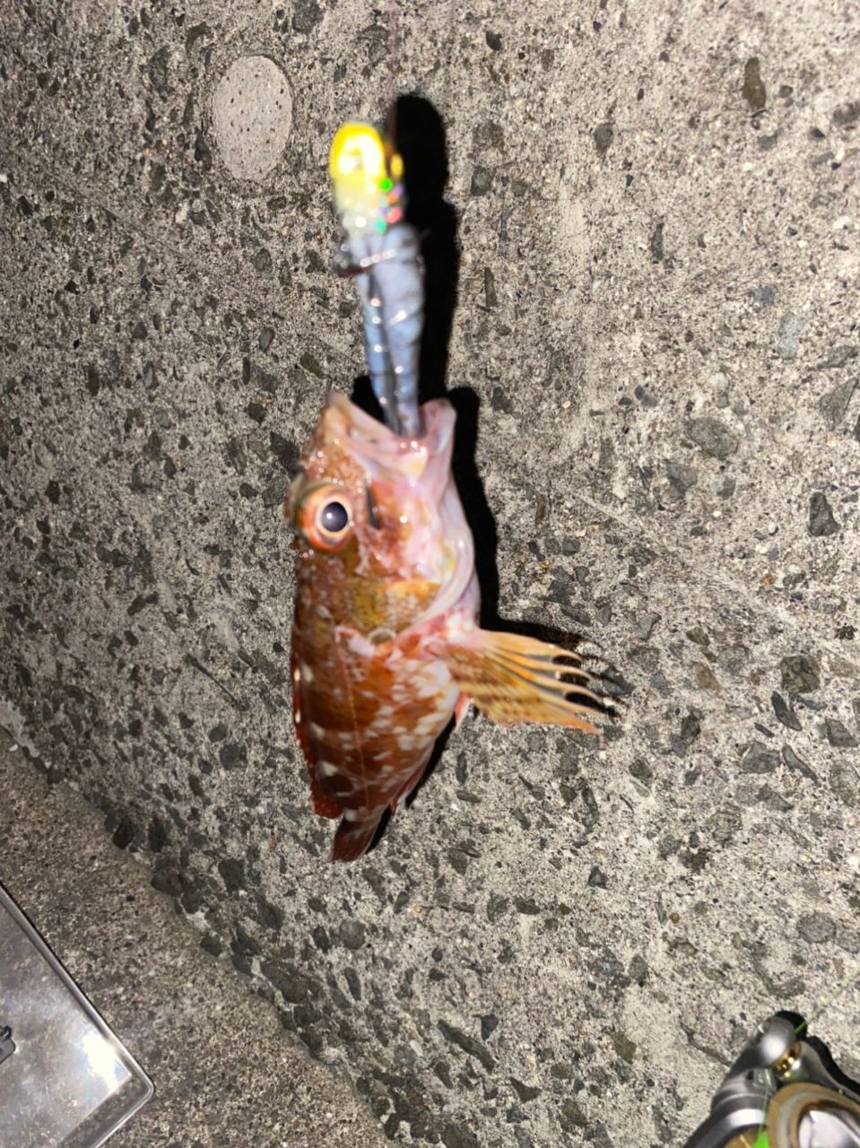 ガシラ