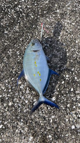 ナンヨウカイワリの釣果