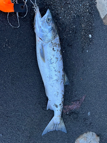 サケの釣果