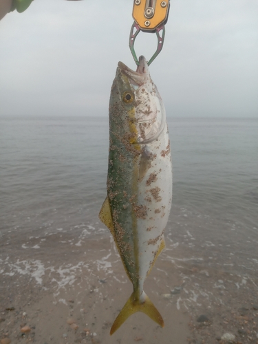 ツバイソの釣果