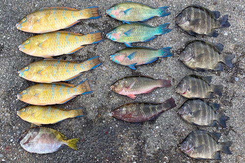 イラブチャーの釣果