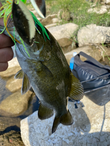 スモールマウスバスの釣果