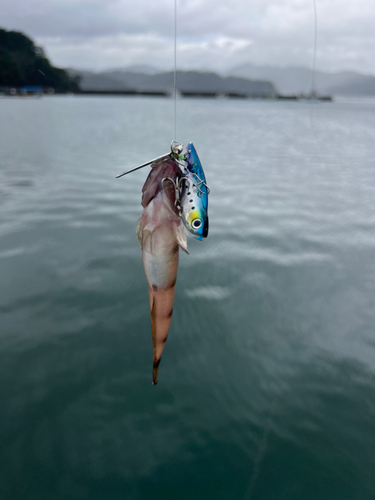 リュウグウハゼの釣果