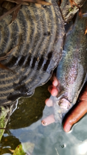 ニジマスの釣果