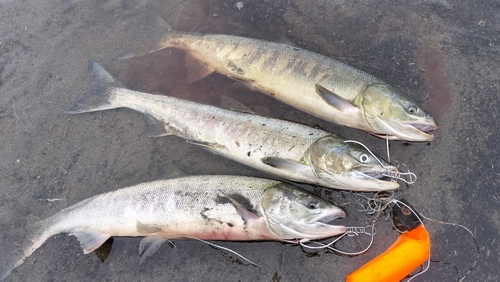 アキアジの釣果