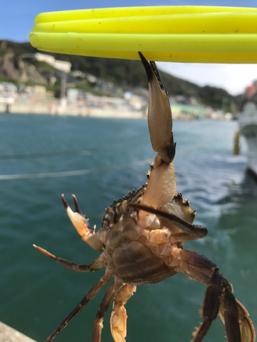 ワタリガニの釣果