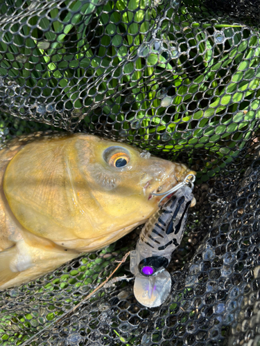 コイの釣果