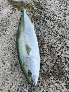ヒラマサの釣果