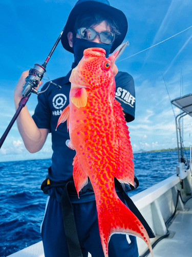 バラハタの釣果