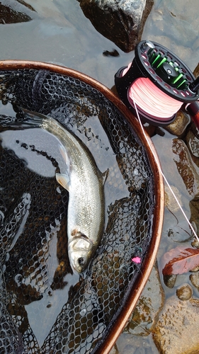 ウグイの釣果