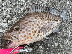 オオモンハタの釣果