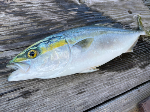 ツバスの釣果