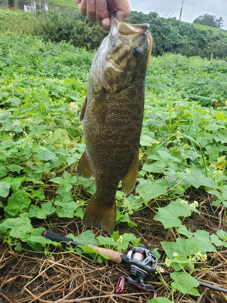 スモールマウスバス