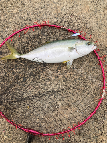 ツバスの釣果