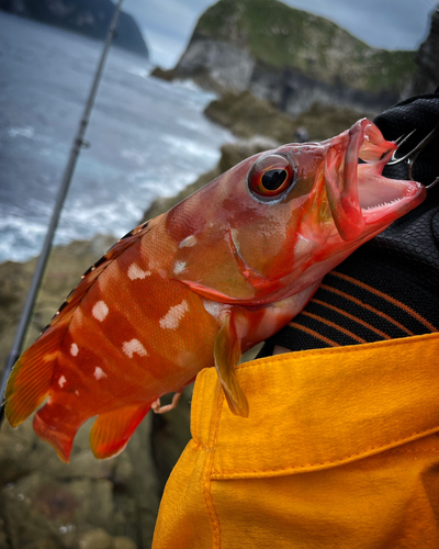 アカハタの釣果