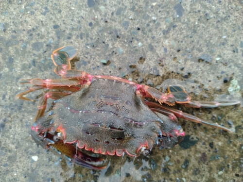 カニの釣果