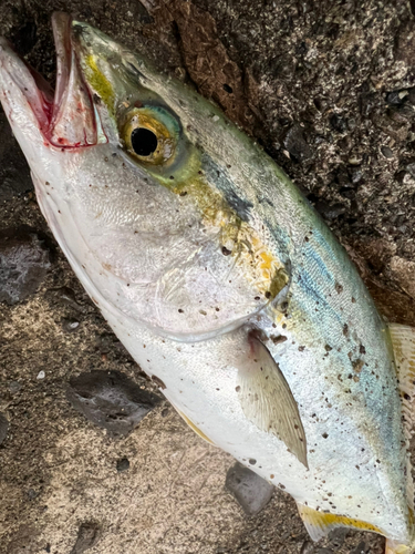 ハマチの釣果