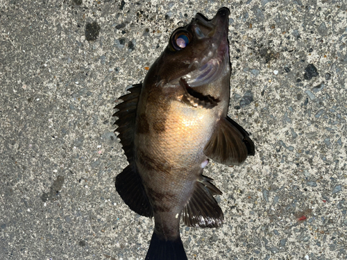 メバルの釣果