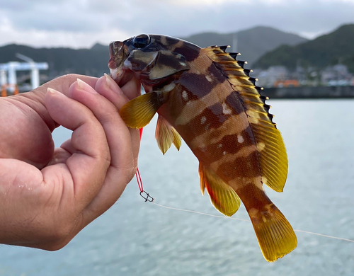 アカハタの釣果