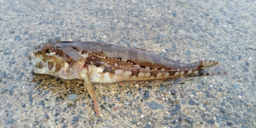 アナハゼの釣果