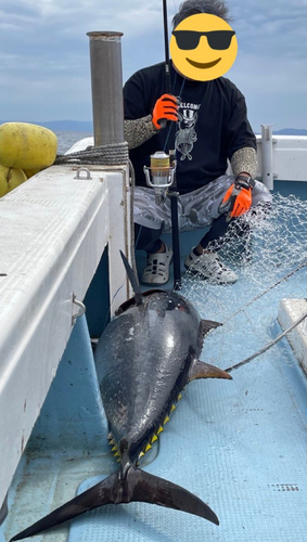 クロマグロの釣果