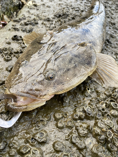 マゴチの釣果