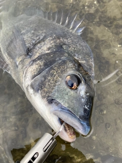 チヌの釣果