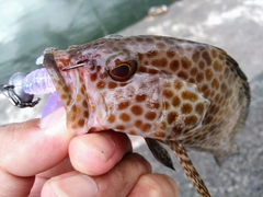 オオモンハタの釣果