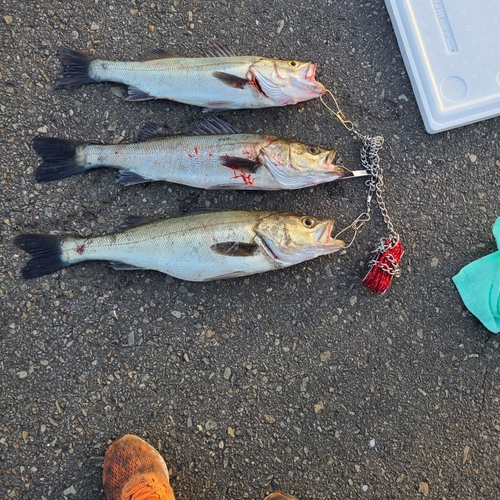 シーバスの釣果